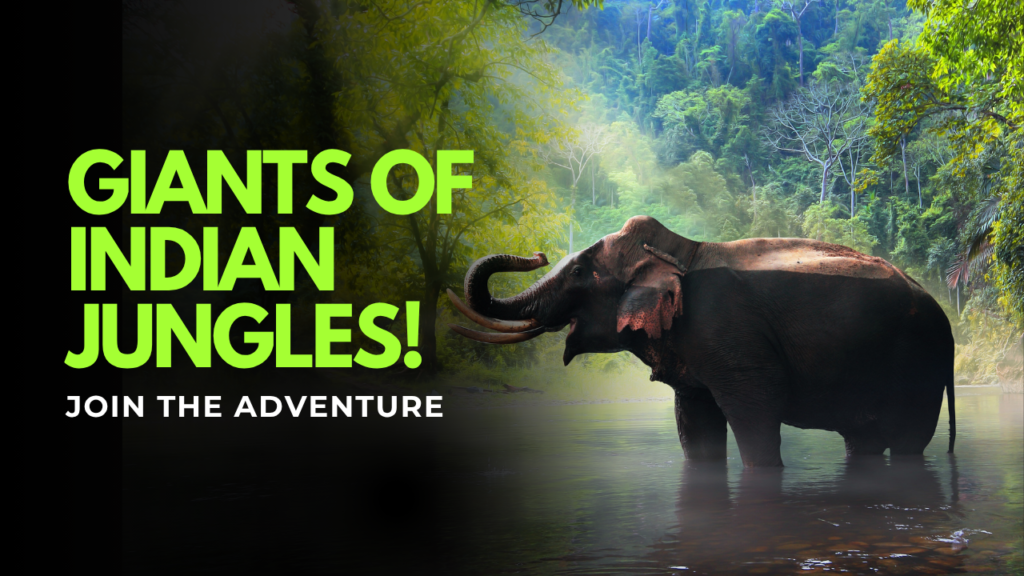 Green Bold Indian Jungle YouTube Thumbnail